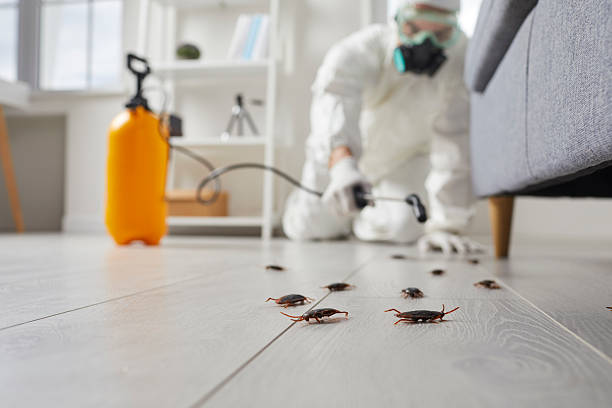 Commercial Kitchen Cockroach Control in Pima